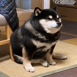 Dark Cheems Dark Cheems