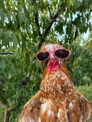 Gallo the Hen Gallo the Hen