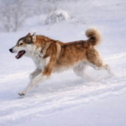 Nietzschean Dog