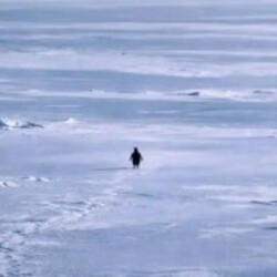 Nietzschean Penguin