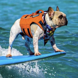 The Surfing Frenchie The Surfing Frenchie