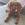 Archie the Cigar Poodle