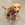 Barking Puppy