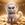 CARDCAT COIN