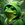 Frog In Hood