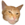 Giga Cat