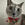 Just Elizabeth Cat
