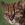 Leopardus tilcayo