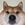 NEAR INU