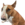 Nose Bud