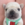 Pibblepan’s Coin
