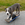Pit Bull on One Wheel