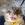 Rigby The Cat