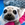 Save The Seals