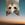 UpSide Down Cat