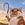 WHIPCAT