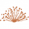 Caravel Minerals Limited