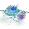 Trillium Therapeutics