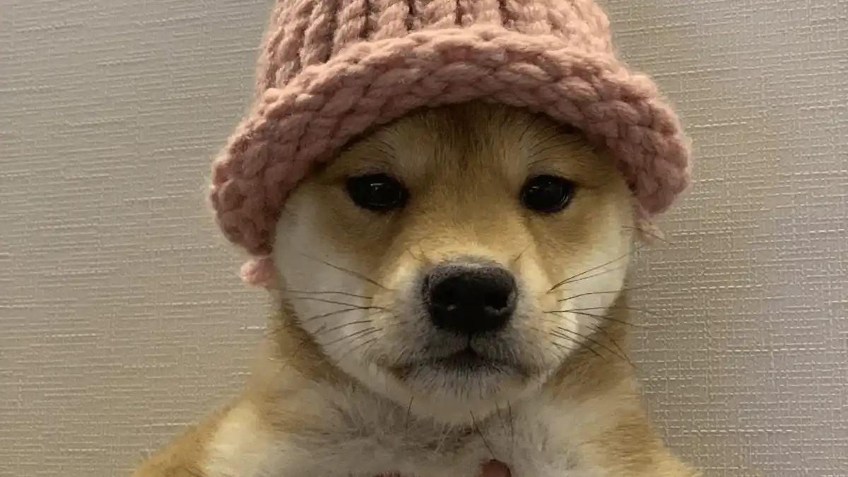 Dogwifhat ($WIF)